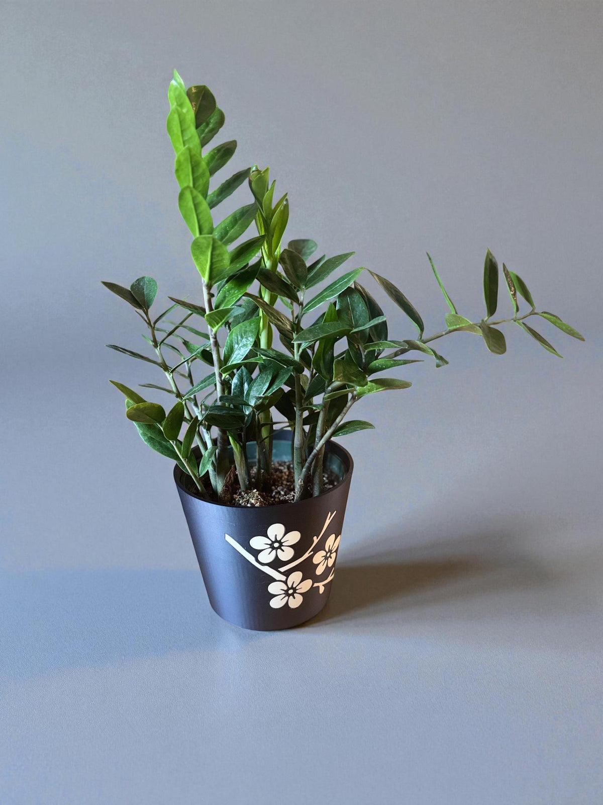 JAPANESE Cherry Blossom Planter - Elegant Black & Tan Cachepot with Sakura Design, Asian Home Decor, Indoor Plant Pot, Floral Holder