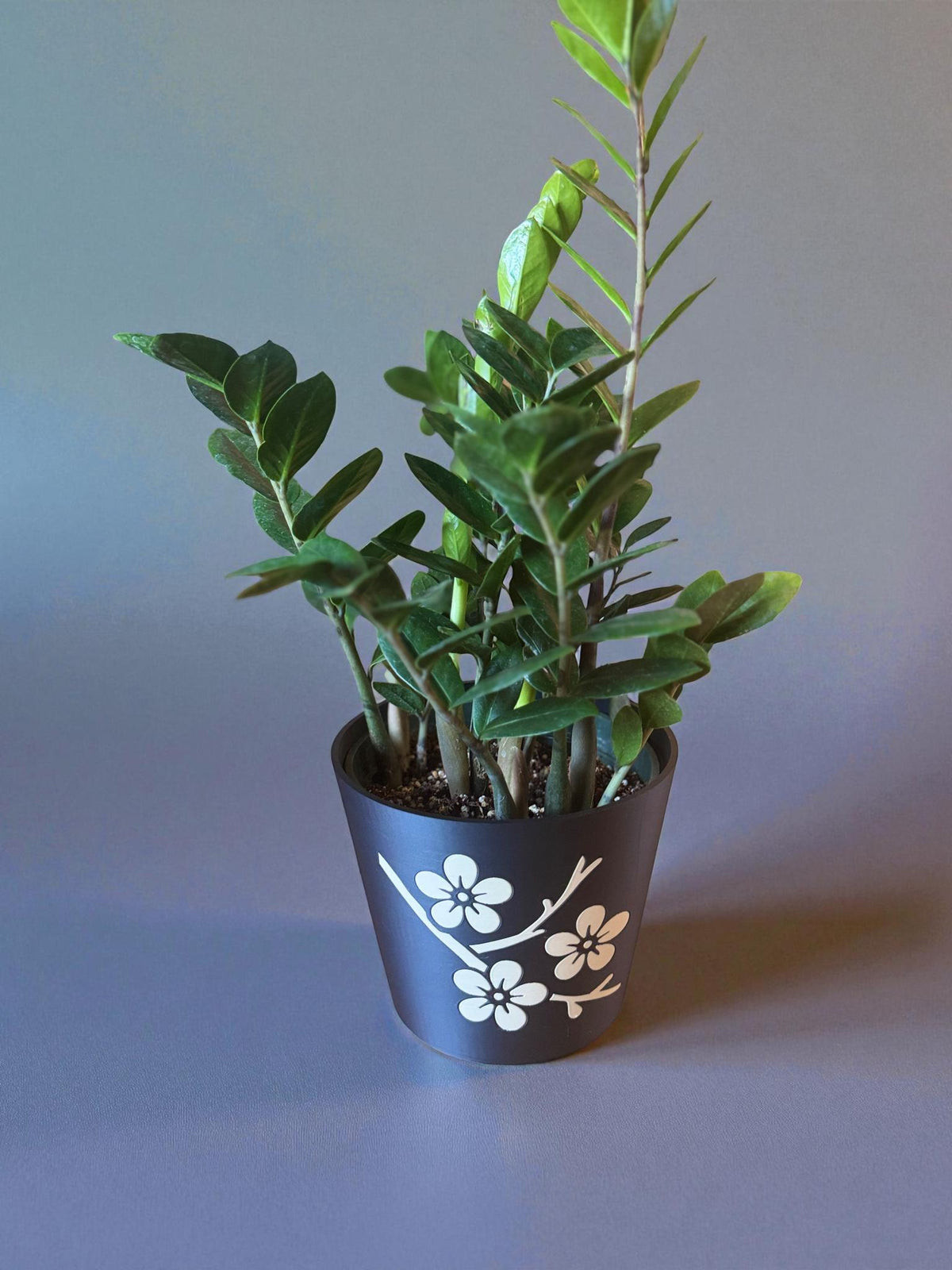 JAPANESE Cherry Blossom Planter - Elegant Black & Tan Cachepot with Sakura Design, Asian Home Decor, Indoor Plant Pot, Floral Holder