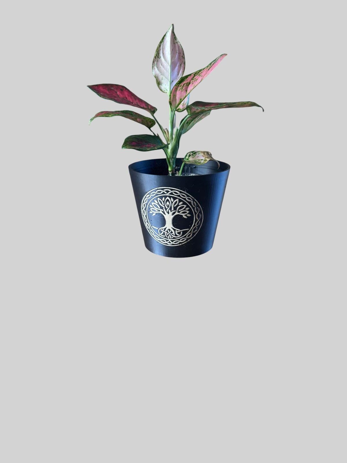CELTIC TREE Of LIFE Cachepot, Sacred Grove Planter, Irish Family Roots Symbol, Spiritual Nature Decor, Black & Tan Pot, Indoor Garden Art