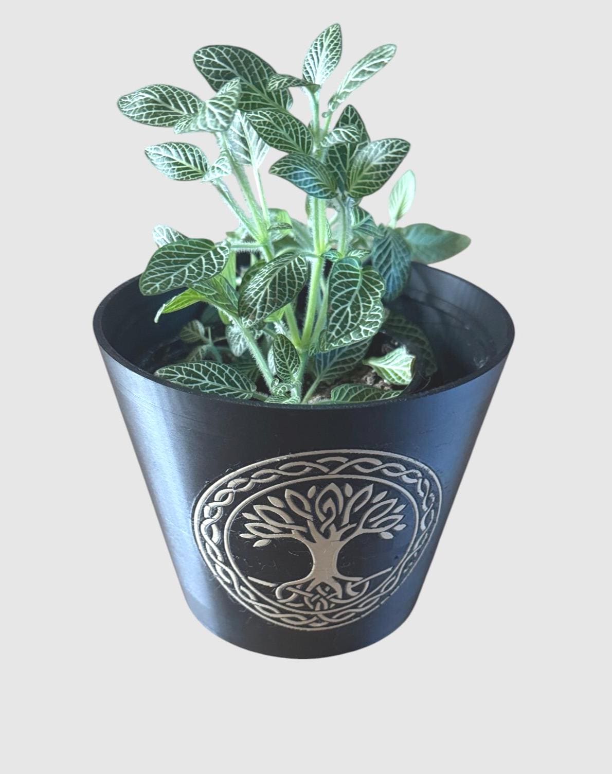 CELTIC TREE Of LIFE Cachepot, Sacred Grove Planter, Irish Family Roots Symbol, Spiritual Nature Decor, Black & Tan Pot, Indoor Garden Art