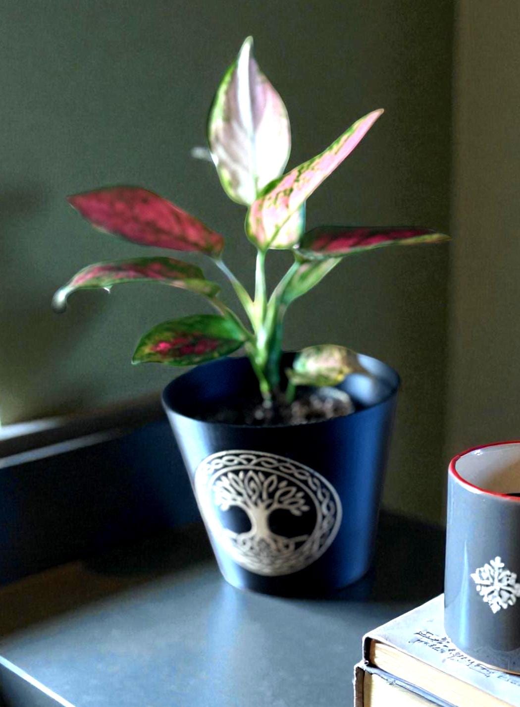 CELTIC TREE Of LIFE Cachepot, Sacred Grove Planter, Irish Family Roots Symbol, Spiritual Nature Decor, Black & Tan Pot, Indoor Garden Art
