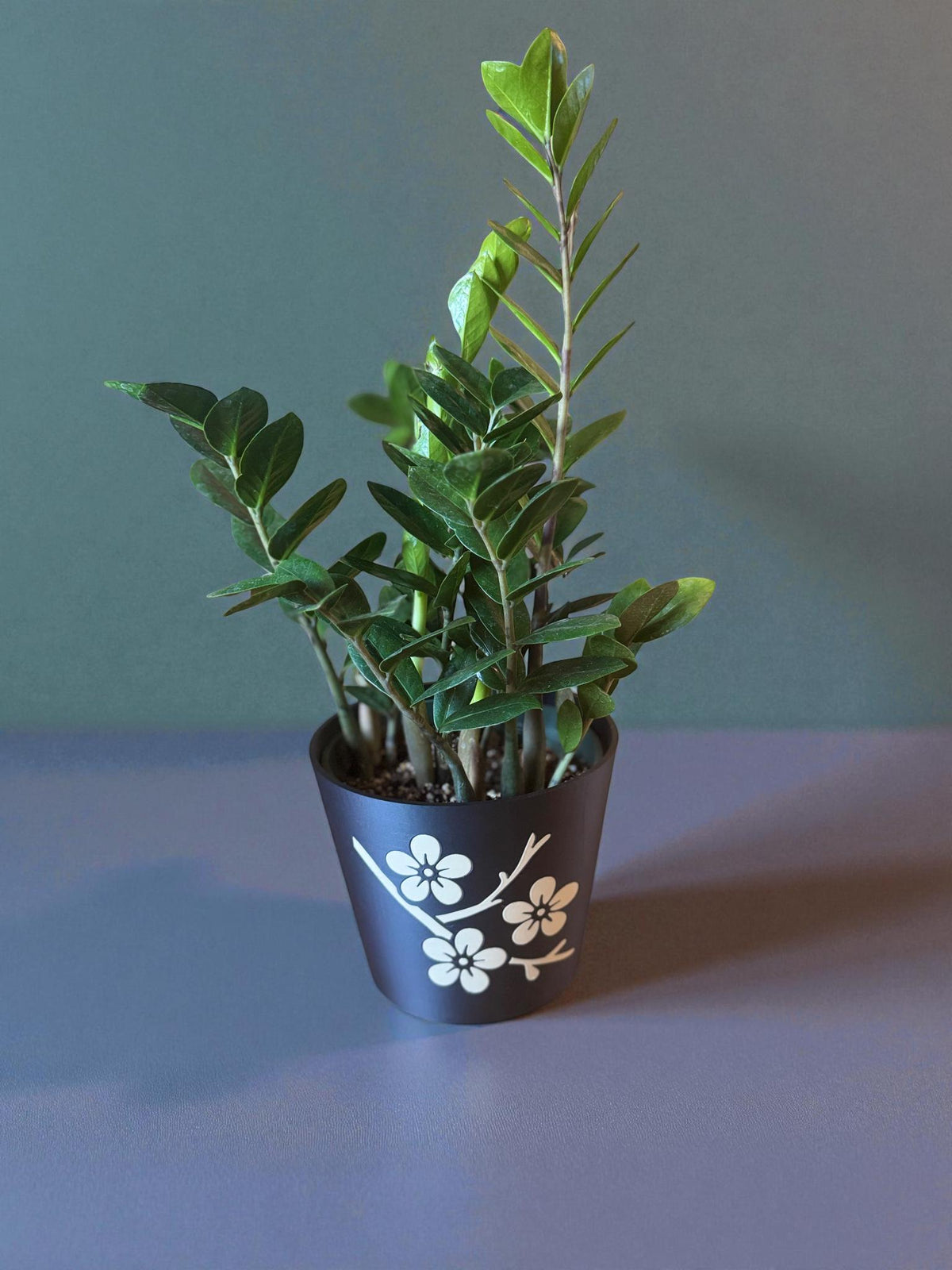 JAPANESE Cherry Blossom Planter - Elegant Black & Tan Cachepot with Sakura Design, Asian Home Decor, Indoor Plant Pot, Floral Holder