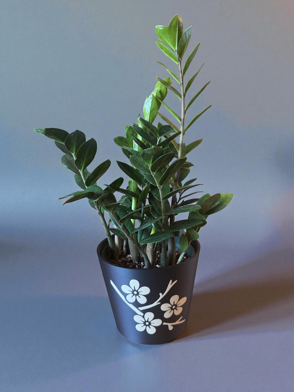 JAPANESE Cherry Blossom Planter - Elegant Black & Tan Cachepot with Sakura Design, Asian Home Decor, Indoor Plant Pot, Floral Holder