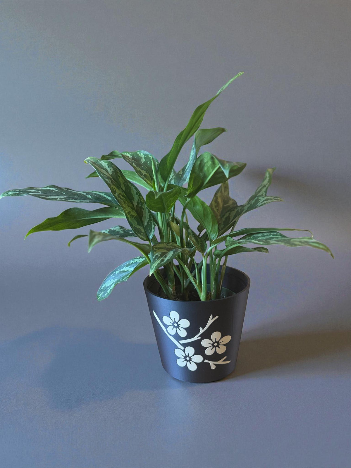 JAPANESE Cherry Blossom Planter - Elegant Black & Tan Cachepot with Sakura Design, Asian Home Decor, Indoor Plant Pot, Floral Holder