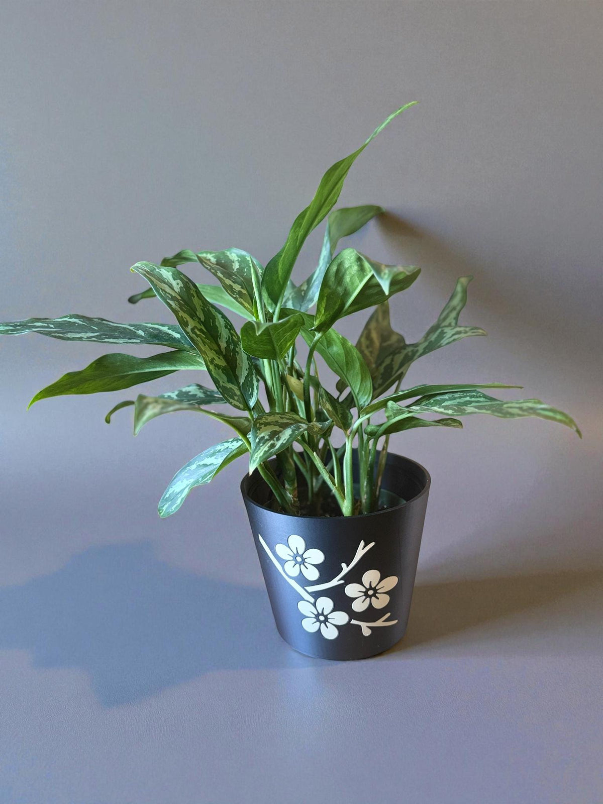 JAPANESE Cherry Blossom Planter - Elegant Black & Tan Cachepot with Sakura Design, Asian Home Decor, Indoor Plant Pot, Floral Holder