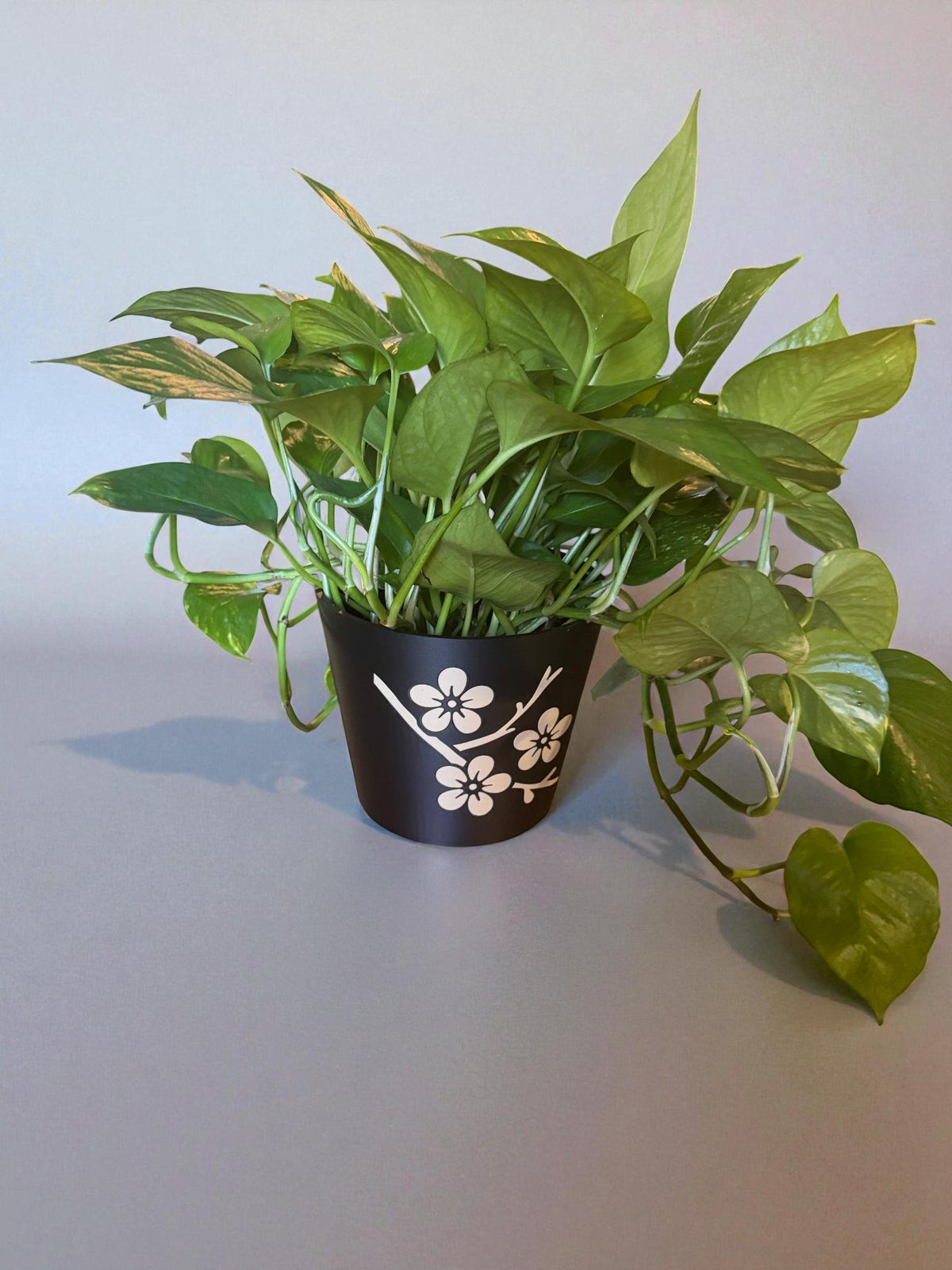 JAPANESE Cherry Blossom Planter - Elegant Black & Tan Cachepot with Sakura Design, Asian Home Decor, Indoor Plant Pot, Floral Holder