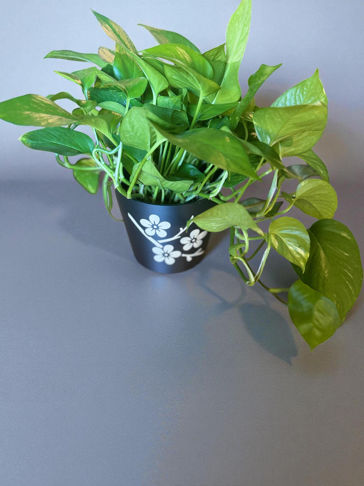 JAPANESE Cherry Blossom Planter - Elegant Black & Tan Cachepot with Sakura Design, Asian Home Decor, Indoor Plant Pot, Floral Holder