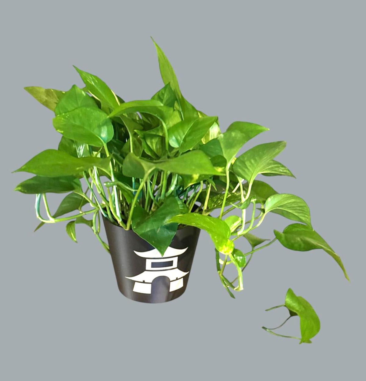 Japanese Pagoda Black Cachepot Planter  Small, Medium, or Large Indoor Pot for Zen Decor, Minimalist Asian Home Accent